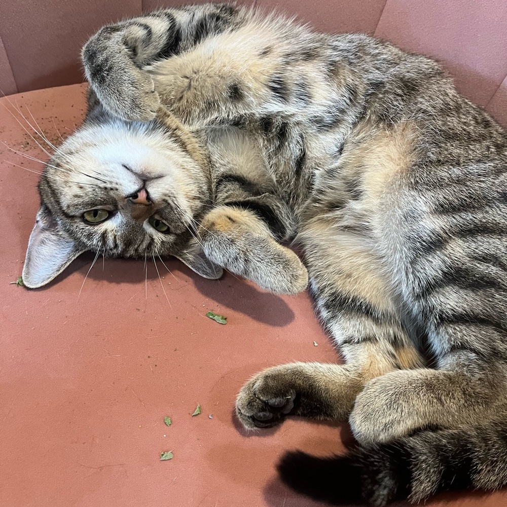 Meet your Posher, Deliana!! Hi everyone! In the photo is my cat Fiagro!